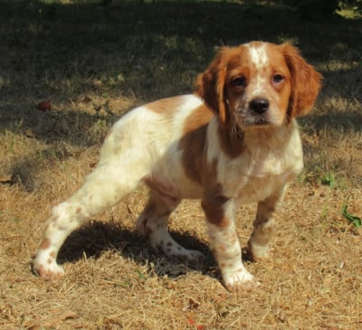 Les chiots de Epagneul Breton