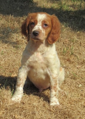 Les chiots de Epagneul Breton