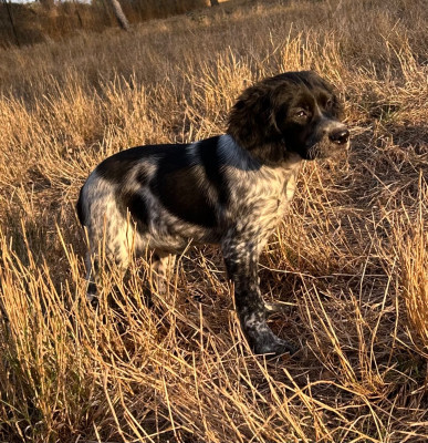 Les chiots de Epagneul Breton