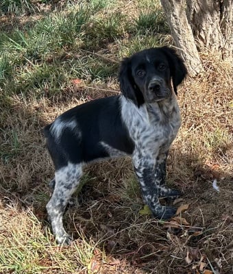 Les chiots de Epagneul Breton