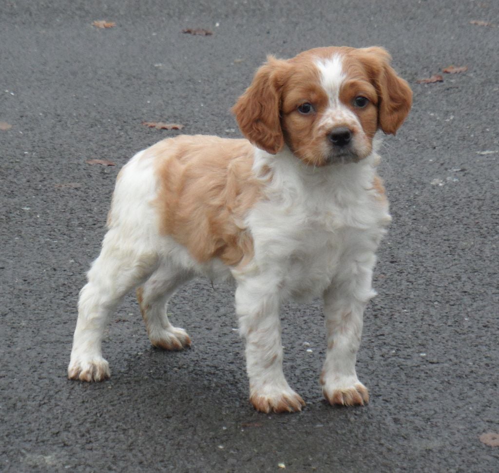 Chiot Elevage De Tremouard Eleveur D Epagneul Bretons Chiot Elevage De Tremouard Eleveur D Epagneul Bretons