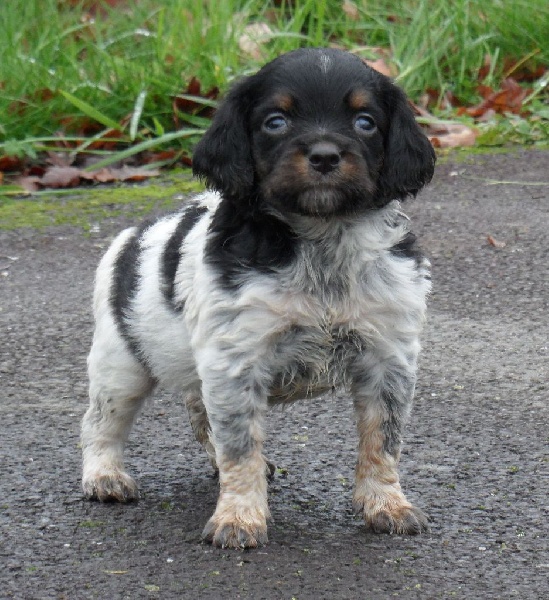 LUCKY IV de Trémouard