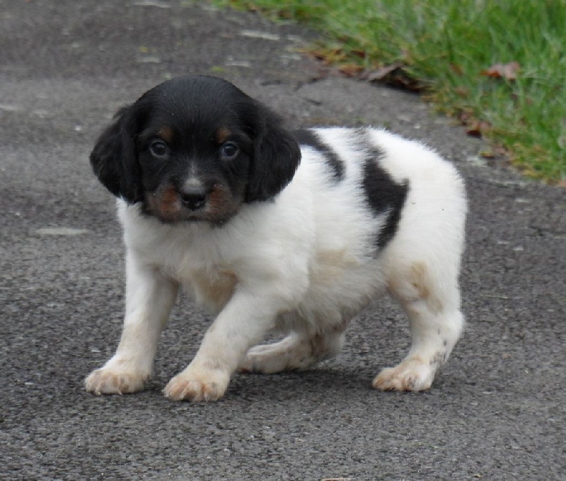 LARZAC de Trémouard