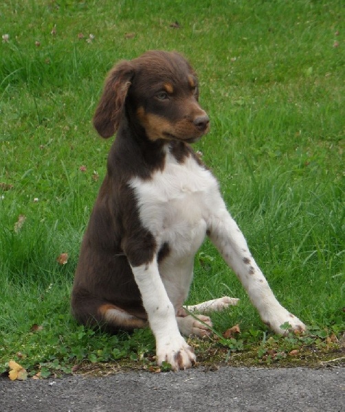 JASMIN de Trémouard