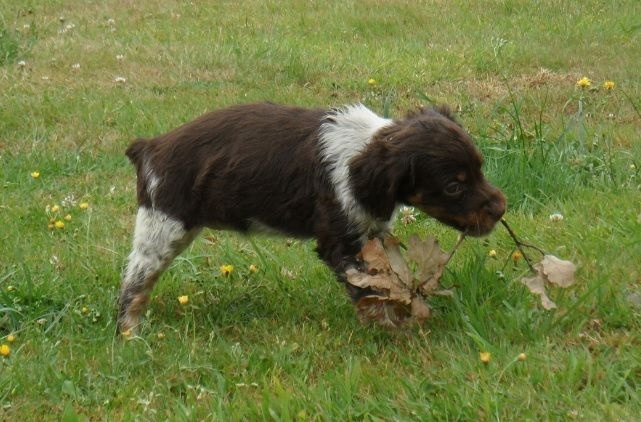 J'ADORE de Trémouard