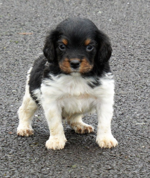 LEADER de Trémouard