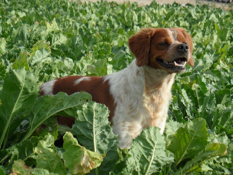 TR. CH. Homère De tremouard - 4ème TB