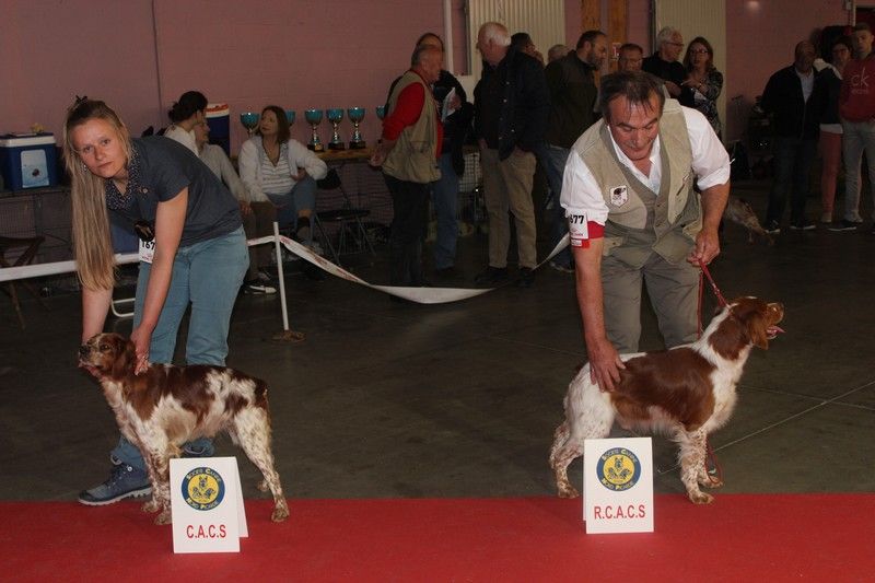 TR. CH. Lascar De tremouard - 1er Excellent COMBO - CACS