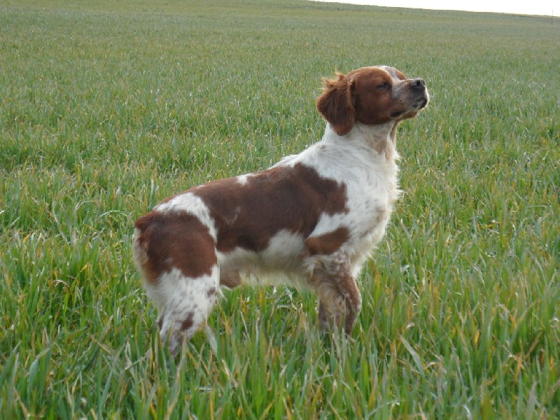 TR. CH. Homère De tremouard - 3ème EXCELLENT