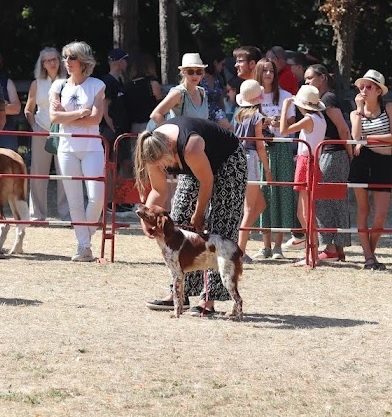 TR. CH. Sissi De tremouard - TRES PROMETTEUR CPFBO - MEILLEUR PUPPY - 1ère du 7ème Groupe