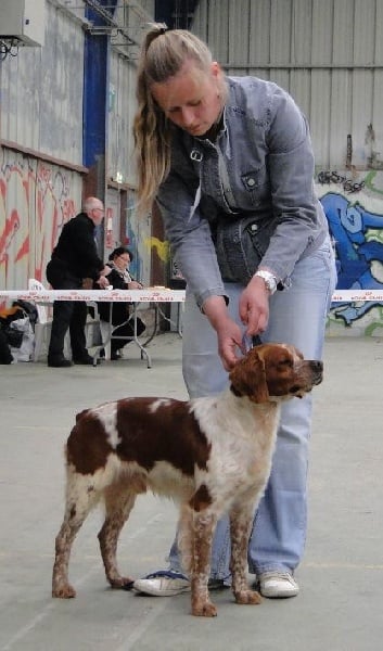 TR. CH. Homère De tremouard - 2ème EXCELLENT CTMBO - RCACS - RCACIB