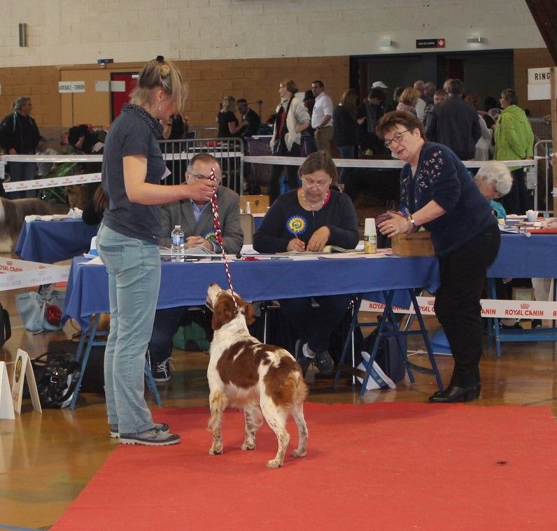 TR. CH. Diazo De tremouard - 1er Excellent CVMBO - MEILLEUR VETERAN