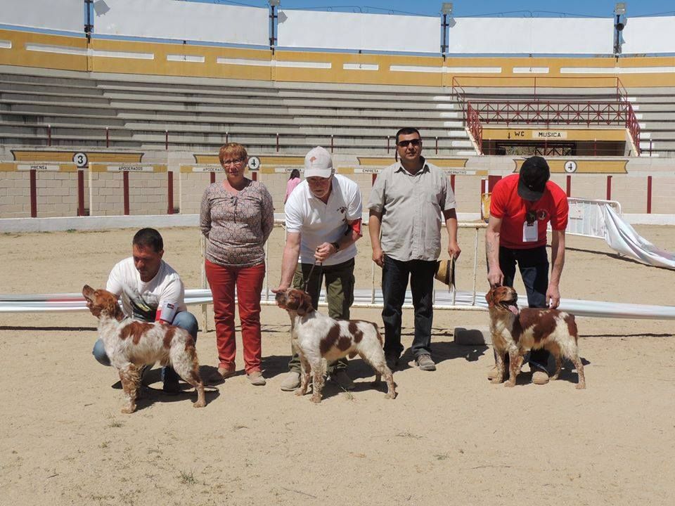 TR. CH. Homère De tremouard - 3ème EXCELLENT CTMBO