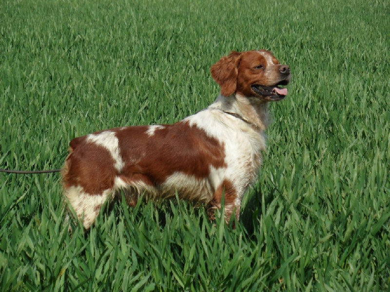 TR. CH. Homère De tremouard - TB