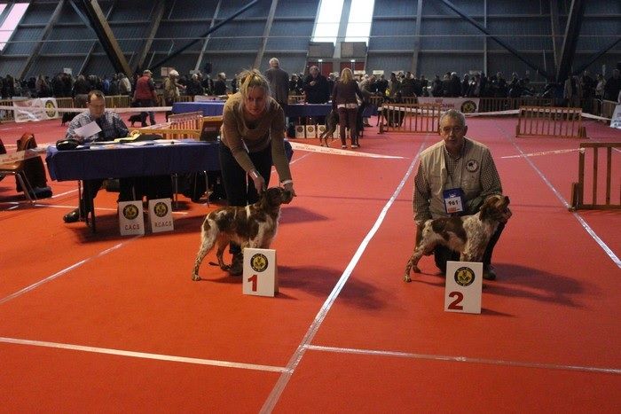 TR. CH. Lascar De tremouard - 1er Excellent COMBO