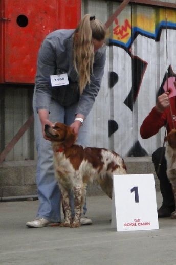 TR. CH. Lascar De tremouard - 1er EXC CJMBO - MEILLEUR JEUNE - 1er MEILLEUR JEUNE DU 7ème GROUPE