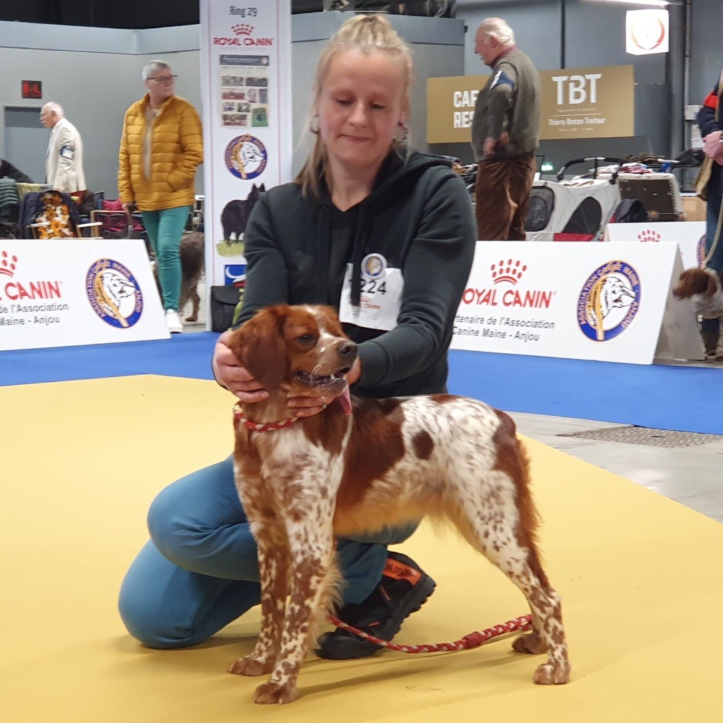 TR. CH. Sissi De tremouard - 1er Excellent COFBO - CACS - MEILLEUR DE RACE