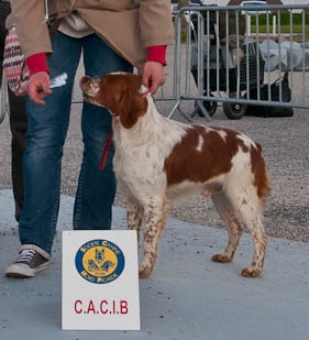 TR. CH. Diazo De tremouard - 1er EXCELLENT CCHMBO - CACIB - MEILLEUR DE RACE