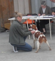 TR. CH. Diazo De tremouard - 2ème EXCELLENT CCHMBO