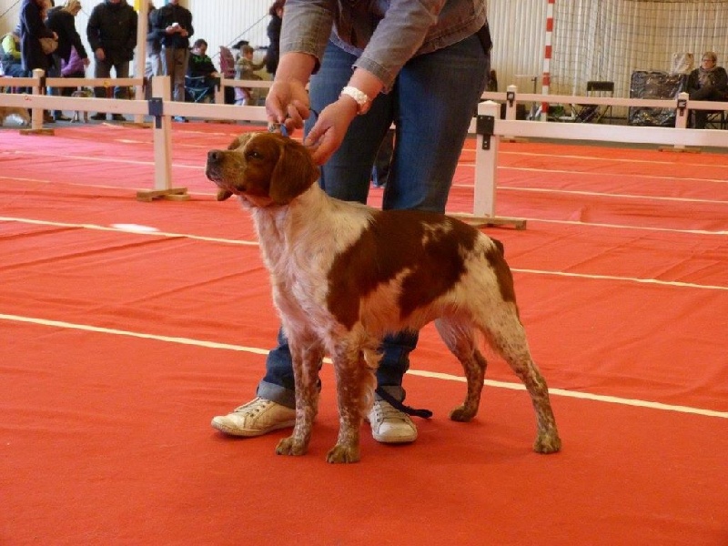 TR. CH. Homère De tremouard - 2ème EXCELLENT CTMBO