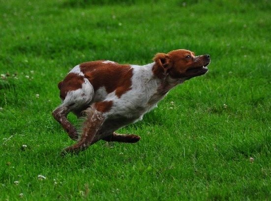 TR. CH. Homère De tremouard - 3ème TB