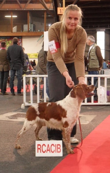 TR. CH. Homère De tremouard - 1er EXCELLENT CTMBO - CACS - RCACIB