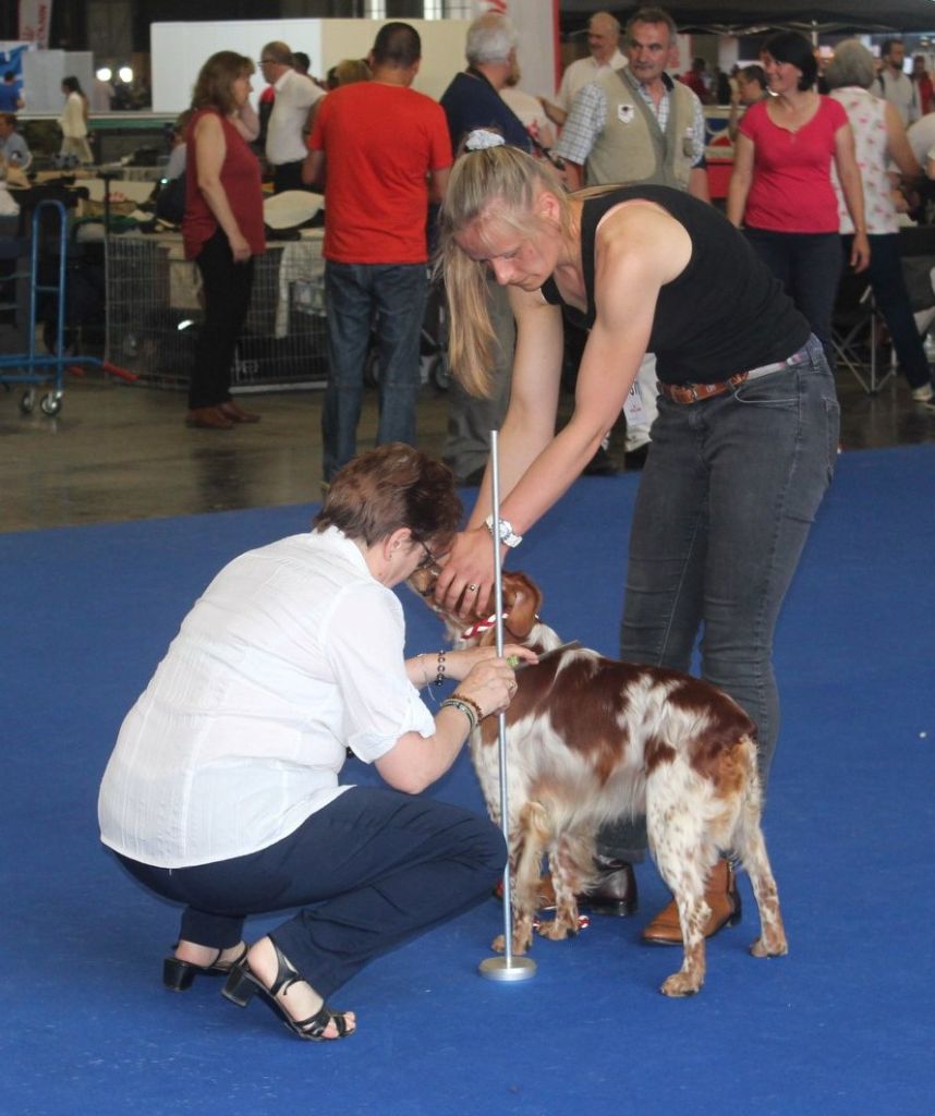 TR. CH. Lascar De tremouard - 1er Excellent CCHMBO