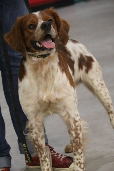 TR. CH. Lascar De tremouard - 1er EXC CIMBO - RCACS