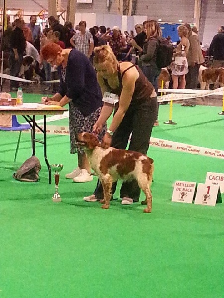 TR. CH. Homère De tremouard - 1er EXC COMBO - CACS - CACIB - MEILLEUR DE RACE - 3ème du 7ème GROUPE