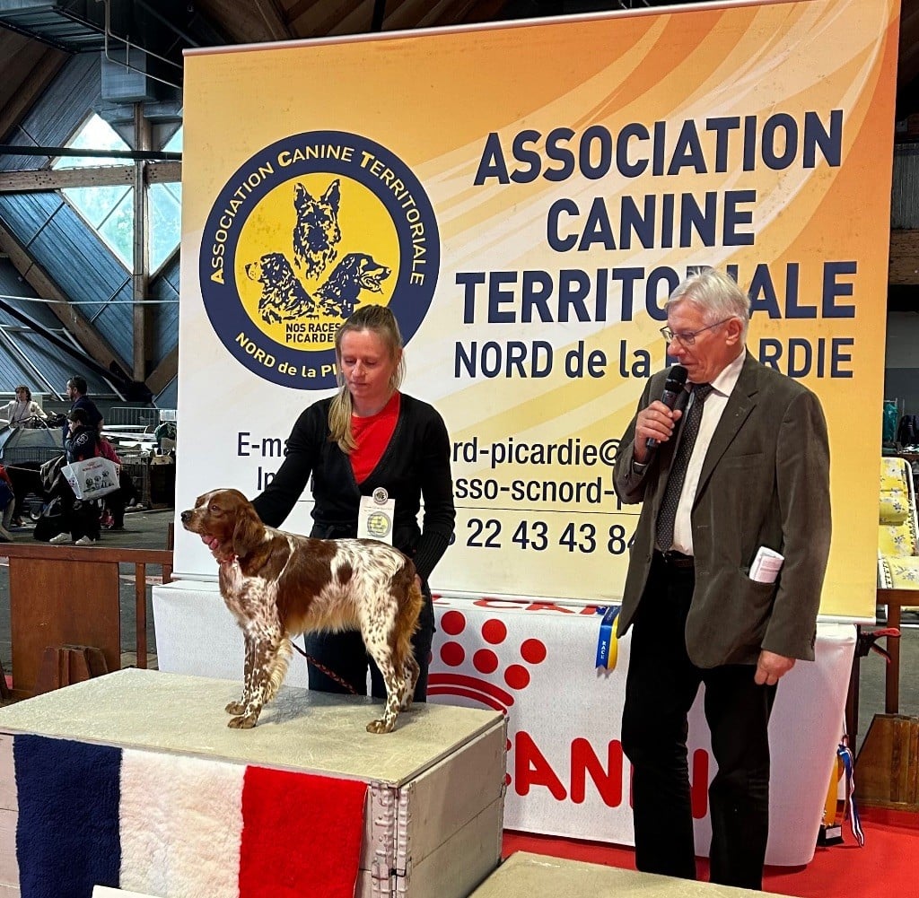 TR. CH. Sissi De tremouard - 1er Excellent COFBO - CACS - MEILLEUR DE RACE