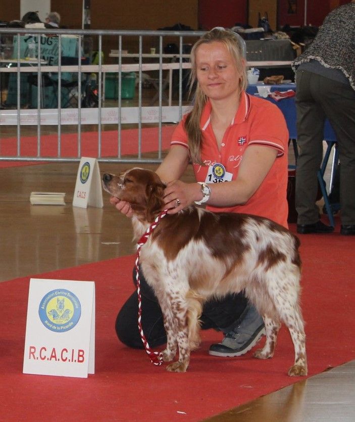 TR. CH. Lascar De tremouard - 1er Excellent CCHMBO - RCACIB