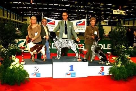 TR. CH. Homère De tremouard - 1er EXCELLENT CTMBO - CACS - MEILLEUR DE RACE - 2ème du 7ème Groupe