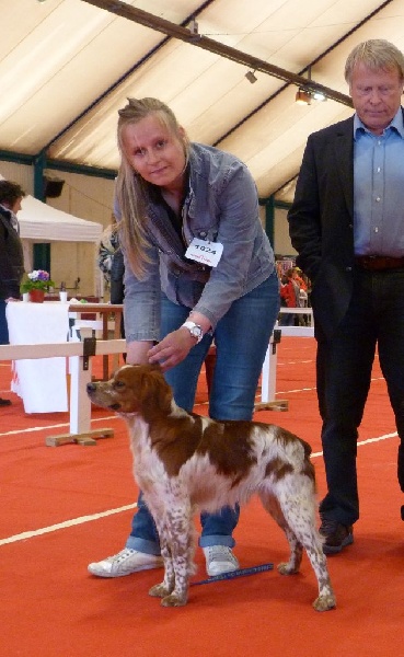 TR. CH. Lascar De tremouard - 1er EXCELLENT CJMBO - MEILLEUR JEUNE