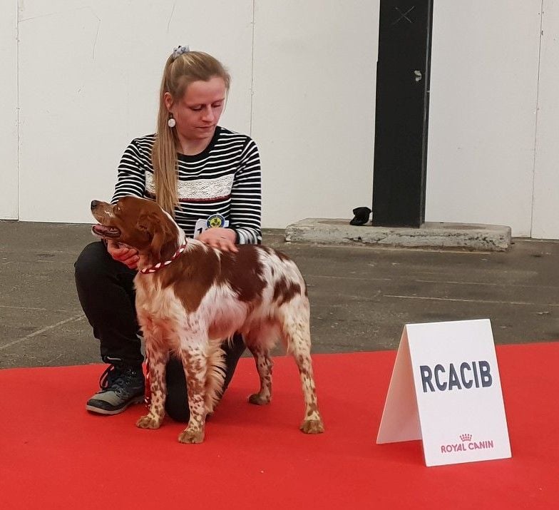 TR. CH. Lascar De tremouard - 1er Excellent CCHMBO - RCACIB