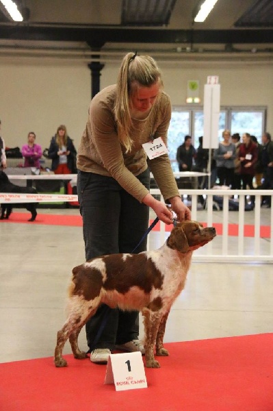 TR. CH. Homère De tremouard - 1er EXCELLENT CTMBO - CACS - CACIB - MEILLEUR DE RACE - 3ème du 7ème groupe