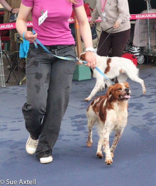 TR. CH. Lascar De tremouard - 1er EXC CJMBO - MEILLEUR JEUNE