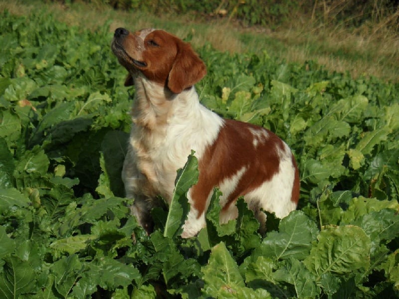 TR. CH. Homère De tremouard - 1er EXCELLENT - CACT