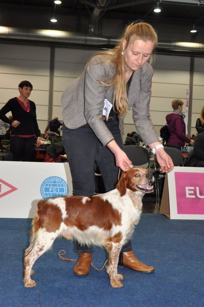 TR. CH. Homère De tremouard - 1er Excellent CCHM - RCACIB