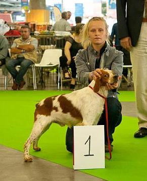 TR. CH. Diazo De tremouard - 1er EXC CTMBO - CACS