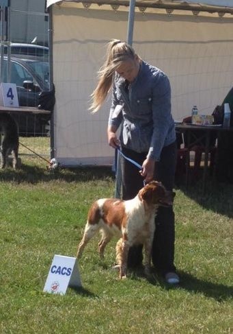 TR. CH. Homère De tremouard - 1er EXC COMBO - CACS - MEILLEUR DE RACE - 3ème du 7ème GROUPE