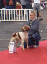 TR. CH. Diazo De tremouard - 1er EXC. CCHMBO - CACIB - MEILLEUR DE RACE - RING D'HONNEUR: 1er du 7ème GROUPE