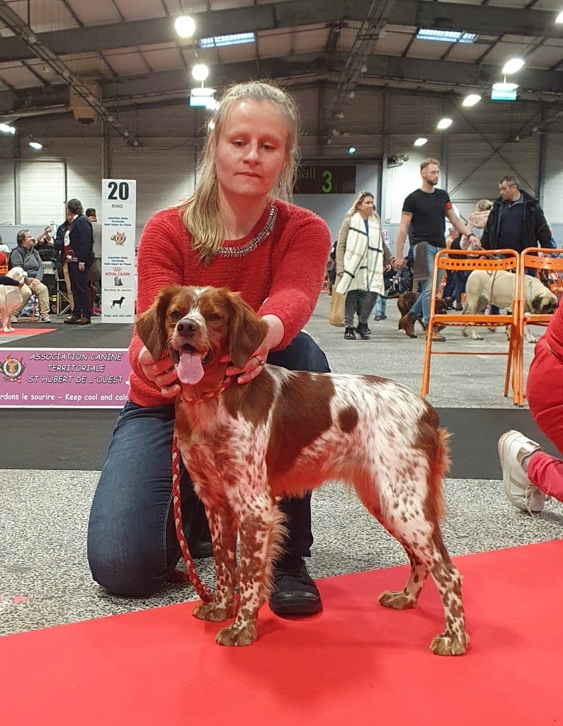 TR. CH. Sissi De tremouard - 1er Excellent COFBO - CACS -MEILLEUR DE RACE