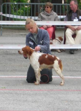 TR. CH. Diazo De tremouard - 3ème EXCELLENT - Classe Travail