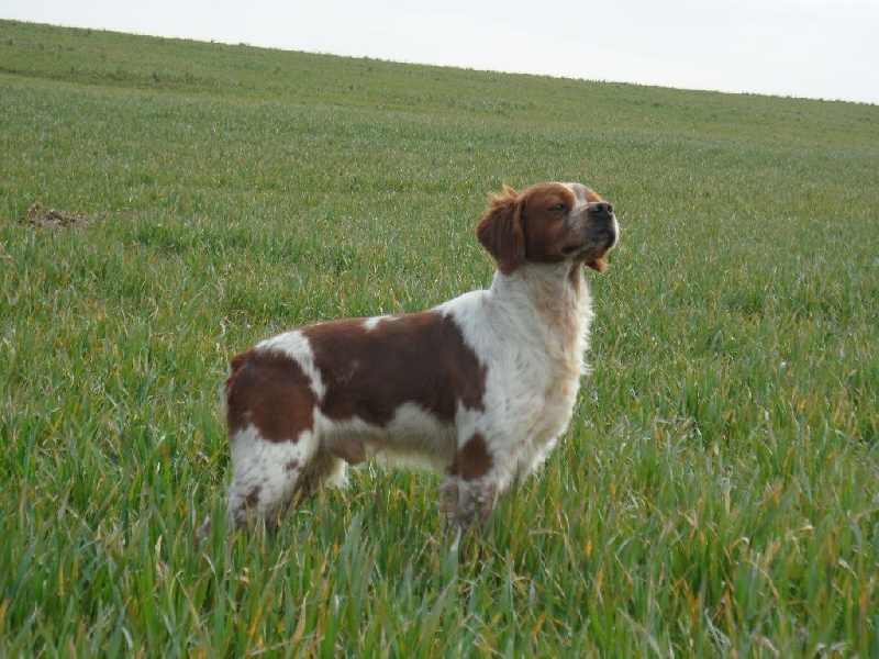 TR. CH. Homère De tremouard - 1er EXCELLENT