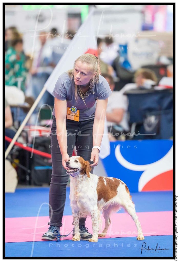 TR. CH. Diazo De tremouard - 1er Excellent CVMBO - MEILLEUR VETERAN