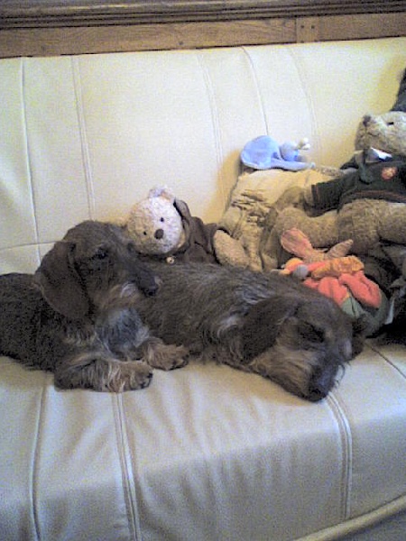 Publication : de cat'woman