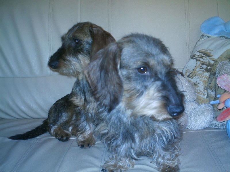 Publication : de cat'woman