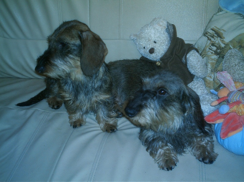 Publication : de cat'woman