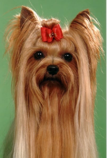 Publication : de la Pam'Pommeraie