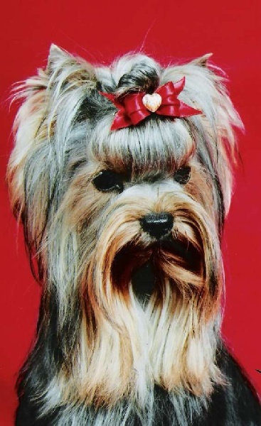 Publication : de la Pam'Pommeraie